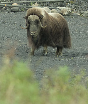 Muskox (Ovibos moschatus)