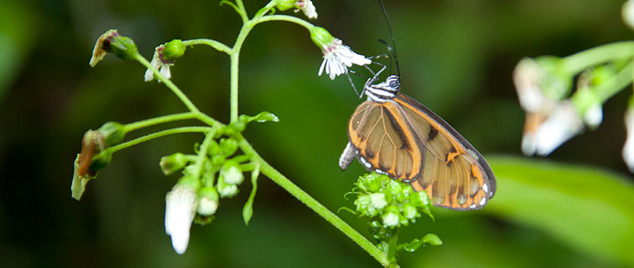 Napeogenes inachia, Ecuador