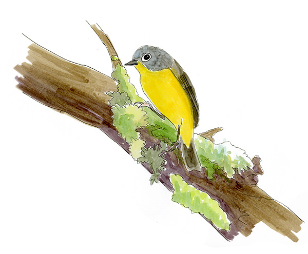Watercolor and Copic marker sketch of a Nashville Warbler (Leiothlypis ruficapilla), by Erik Gauger.