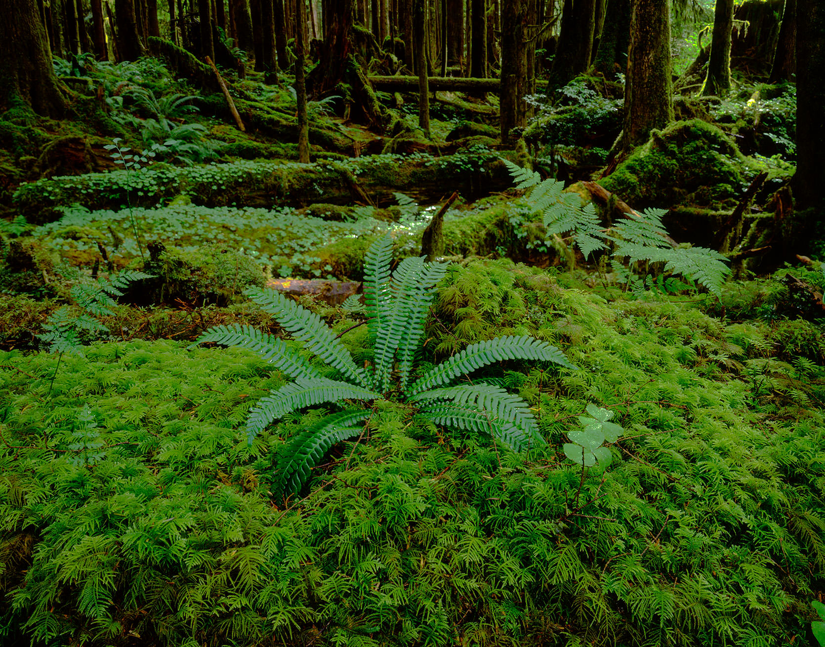 Neah Bay Forest