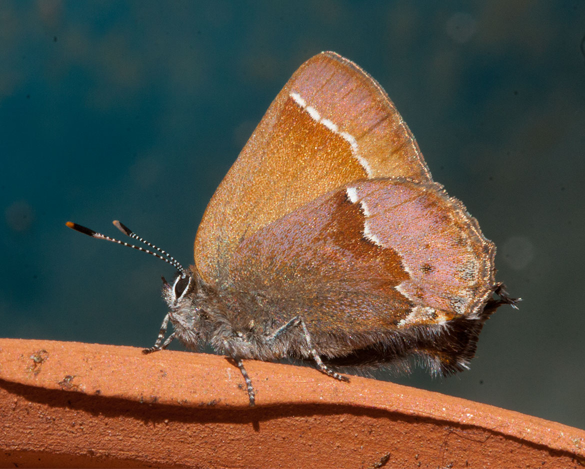 Nelson's Hairstreak (Callophrys nelsoni), Portland, Oregon