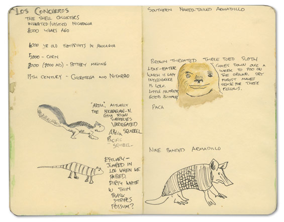 Three Toed Sloth Sketch