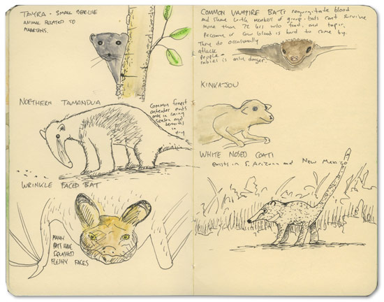 Animals of Nicaragua