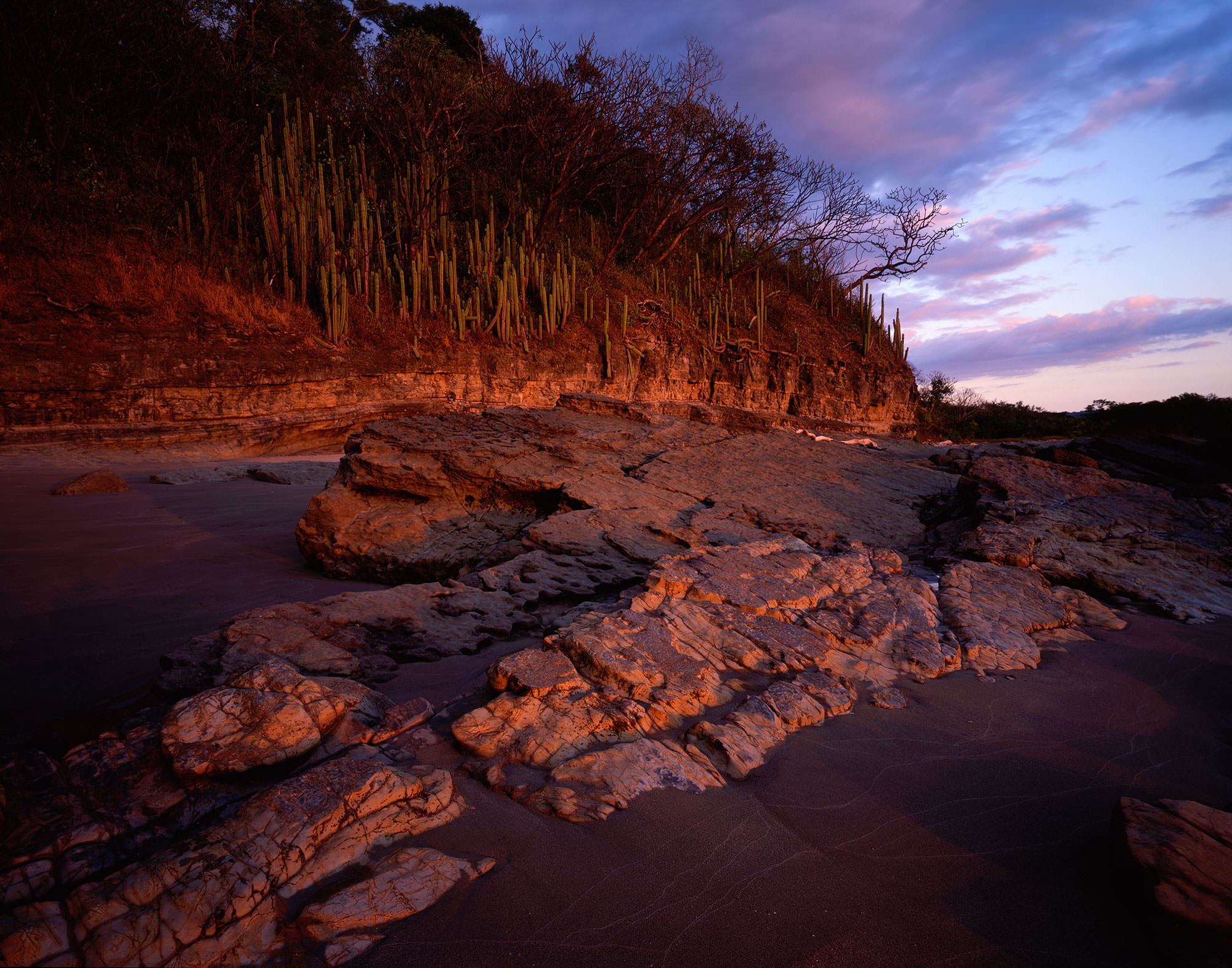 Cactus on the Pacific Coast of Nicaragua