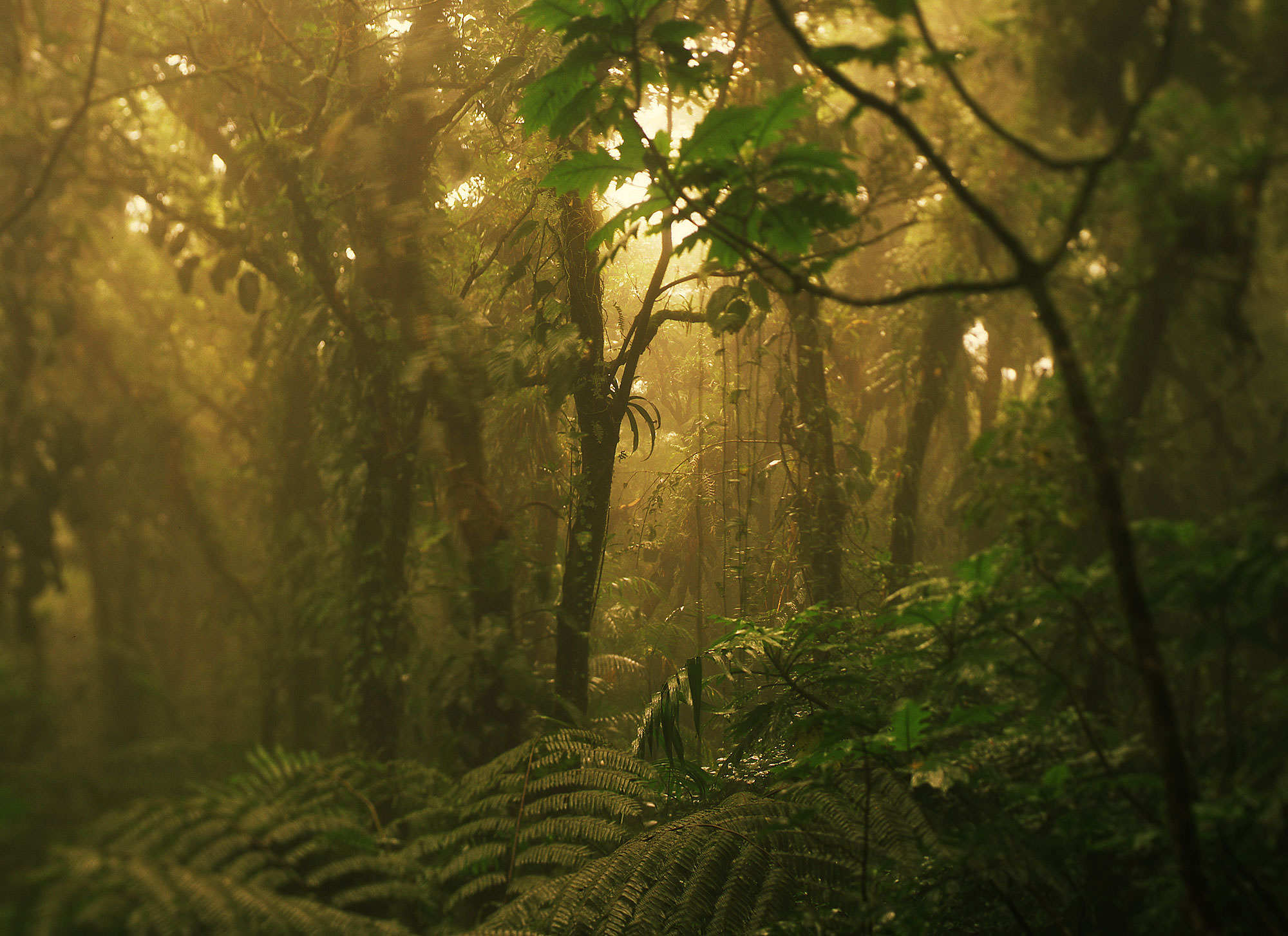 The Nicaragua Jungle.  Mombacho Volcano, Nicaragua