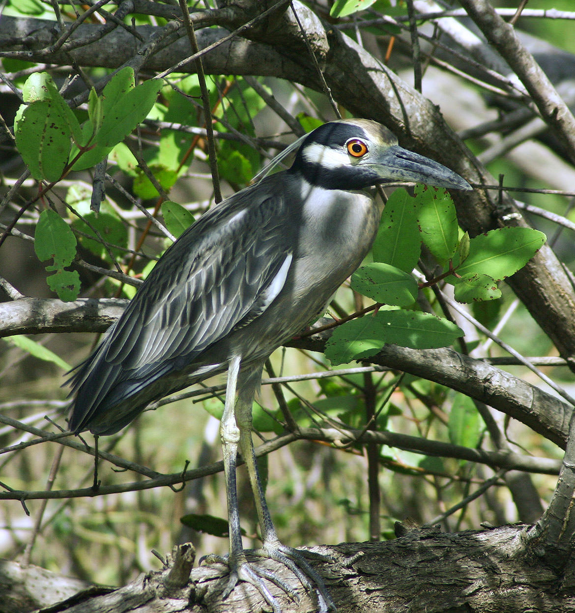 Yellow-crowned Night Heron