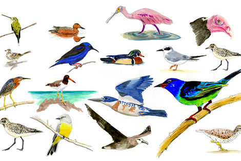 How Many Birds in North America