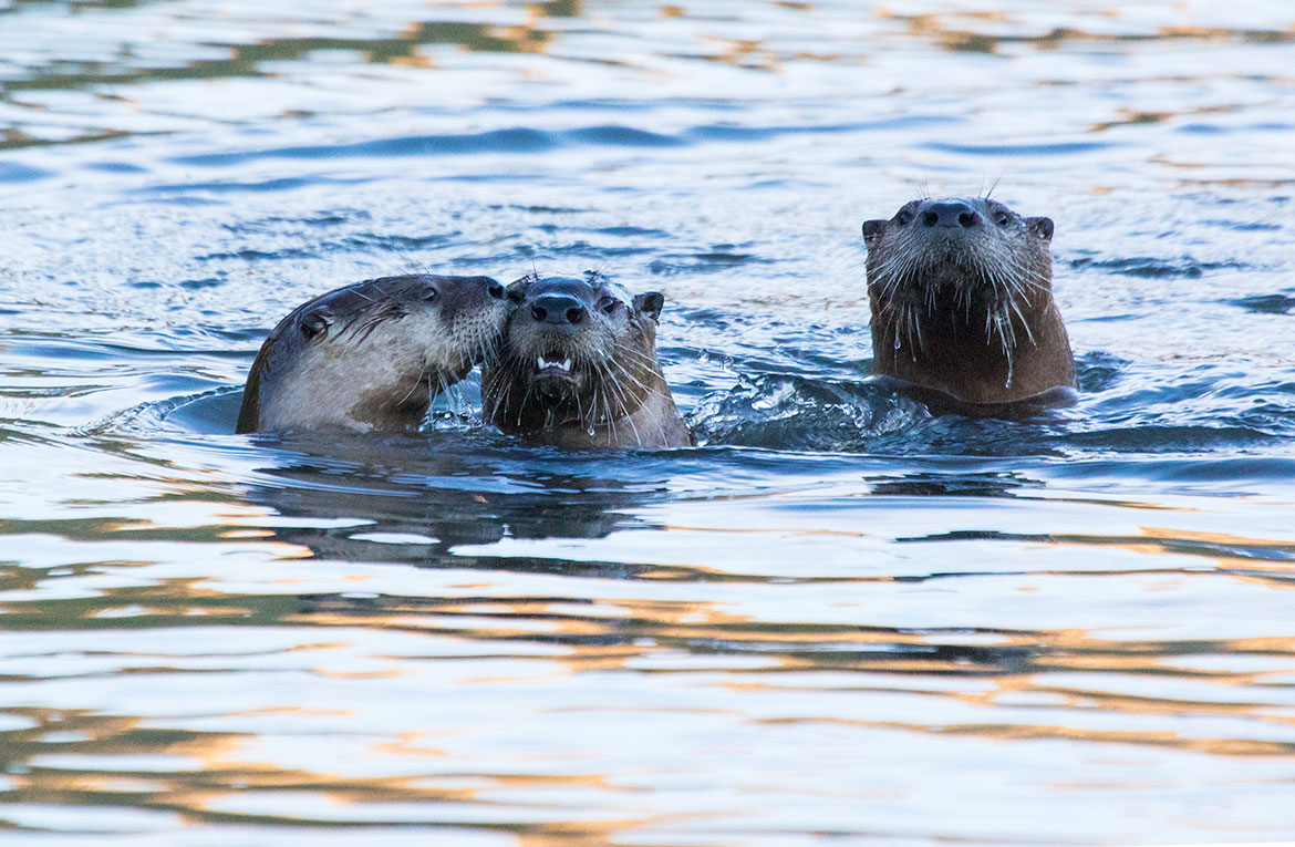 North American River Otter (Lontra canadensis)