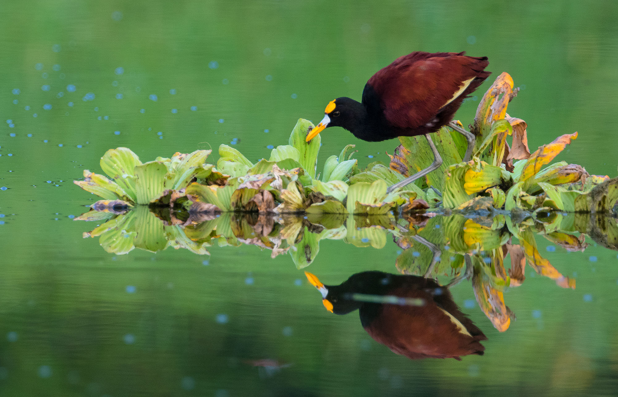 Northern Jacana