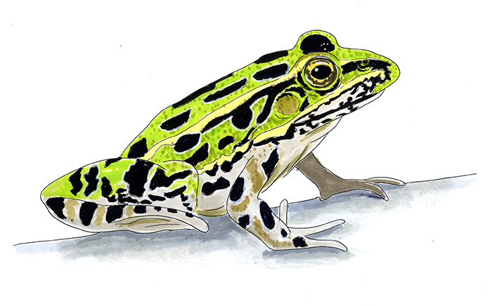 Northern Leopard Frog (Lithobates pipiens) — Copic and watercolor field sketch highlighting the frog's bright green dorsum, bold black oval spots, pale belly, and alert posture as it rests on a light wash surface.