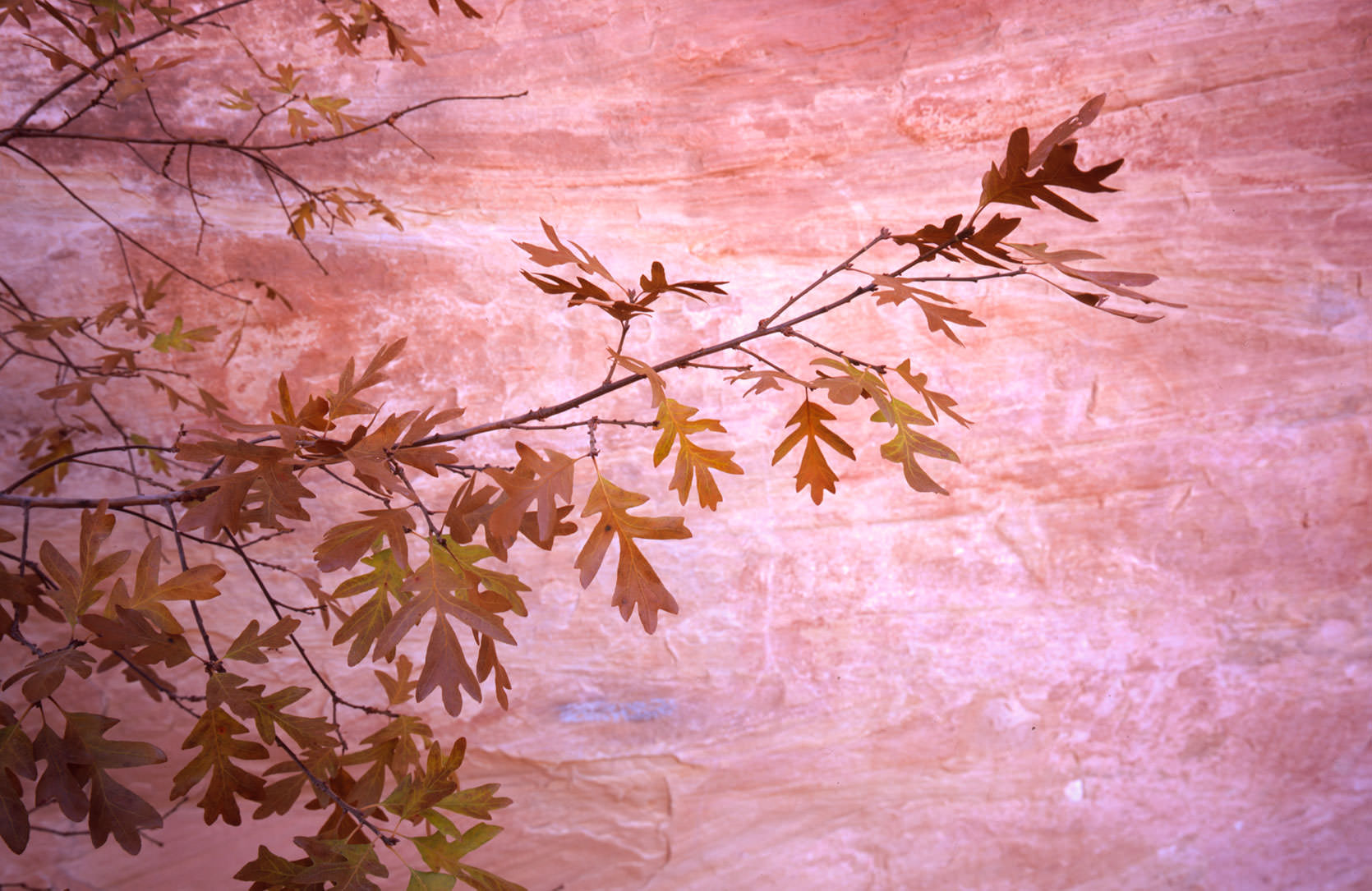 Glen Canyon Maple Leaves