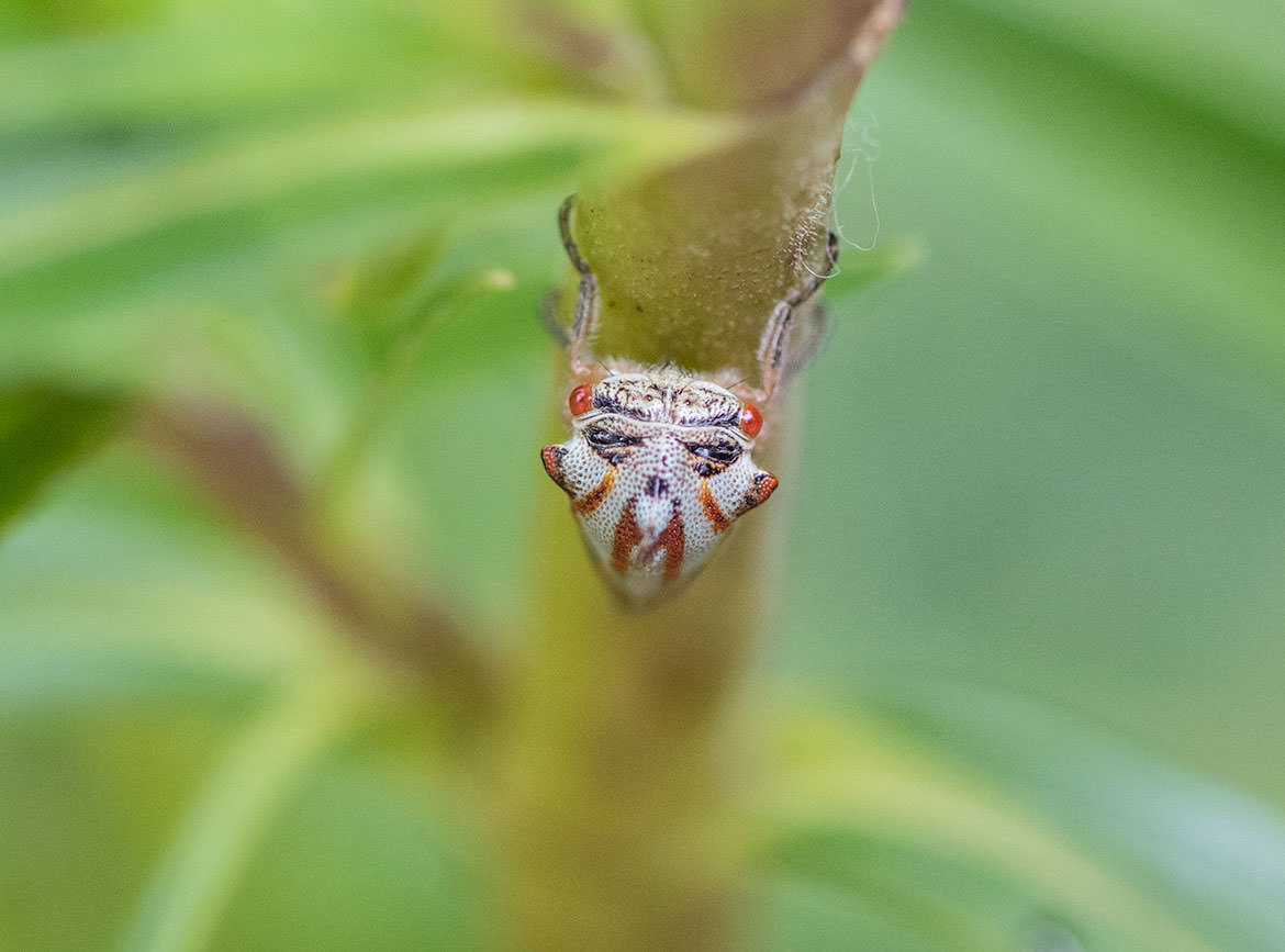 Oak Treehopper