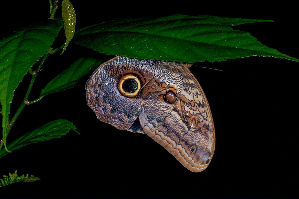 Oileus Giant Owl (Caligo oileus), Canal Zone, Panama
