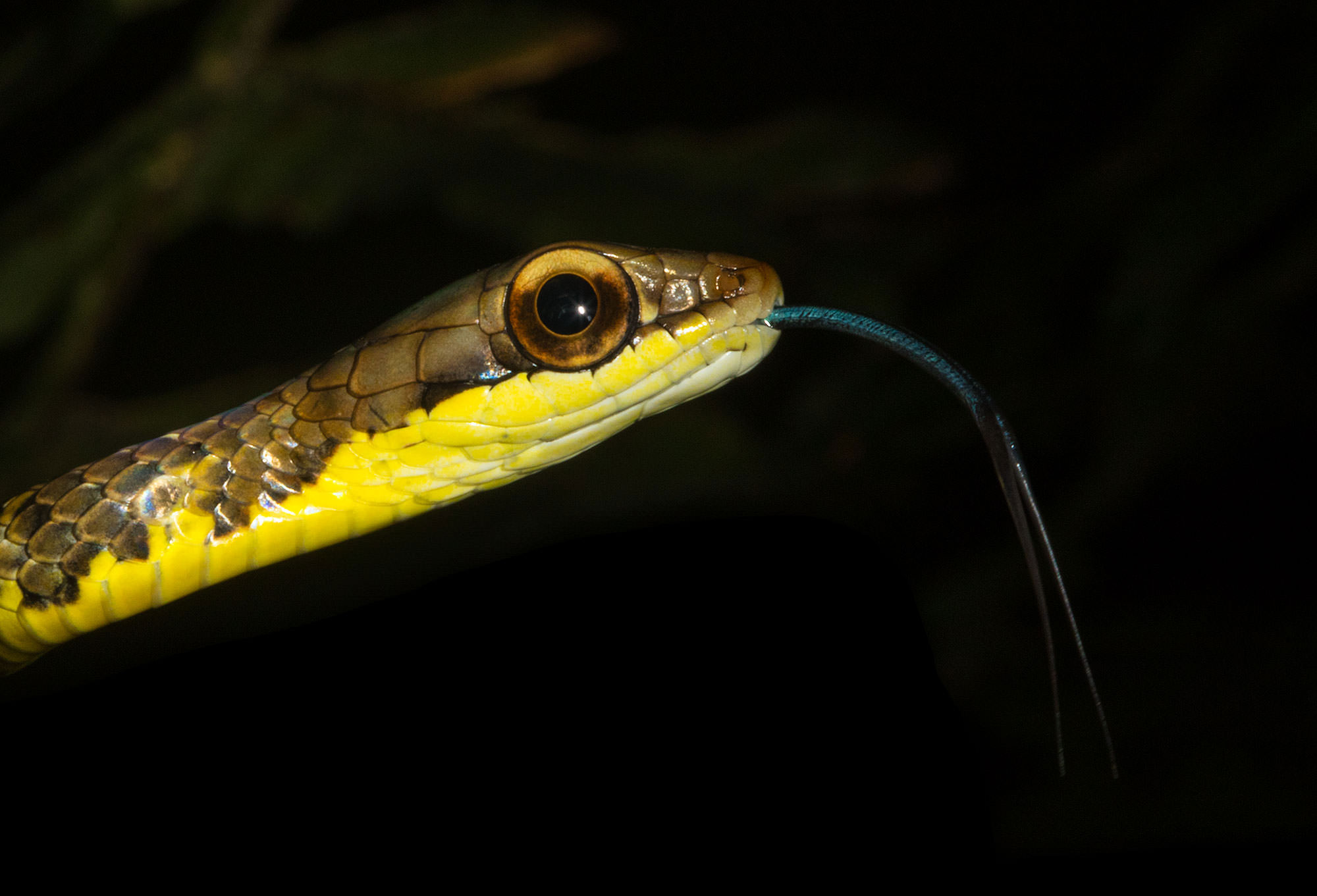 Olive Forest Racer in the Tambopata understory