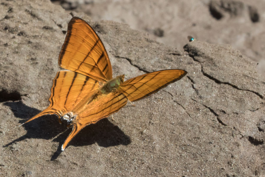 Orange Daggerwing (Marpesia berania), Tambopata River, Peru