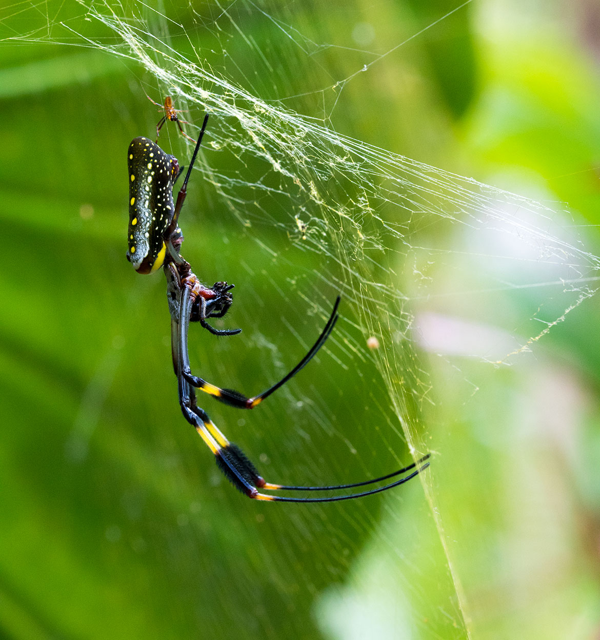 Golden Silk Orb-Weaver (Trichonephila clavipes) female with tiny male at web edge on the Osa Peninsula, Costa Rica