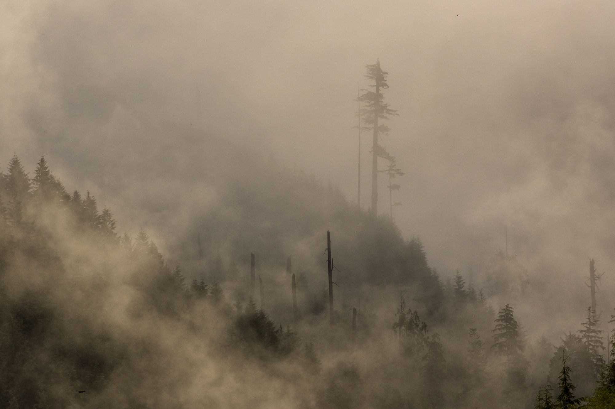 Ethereal light on the forest near the coast of Oregon