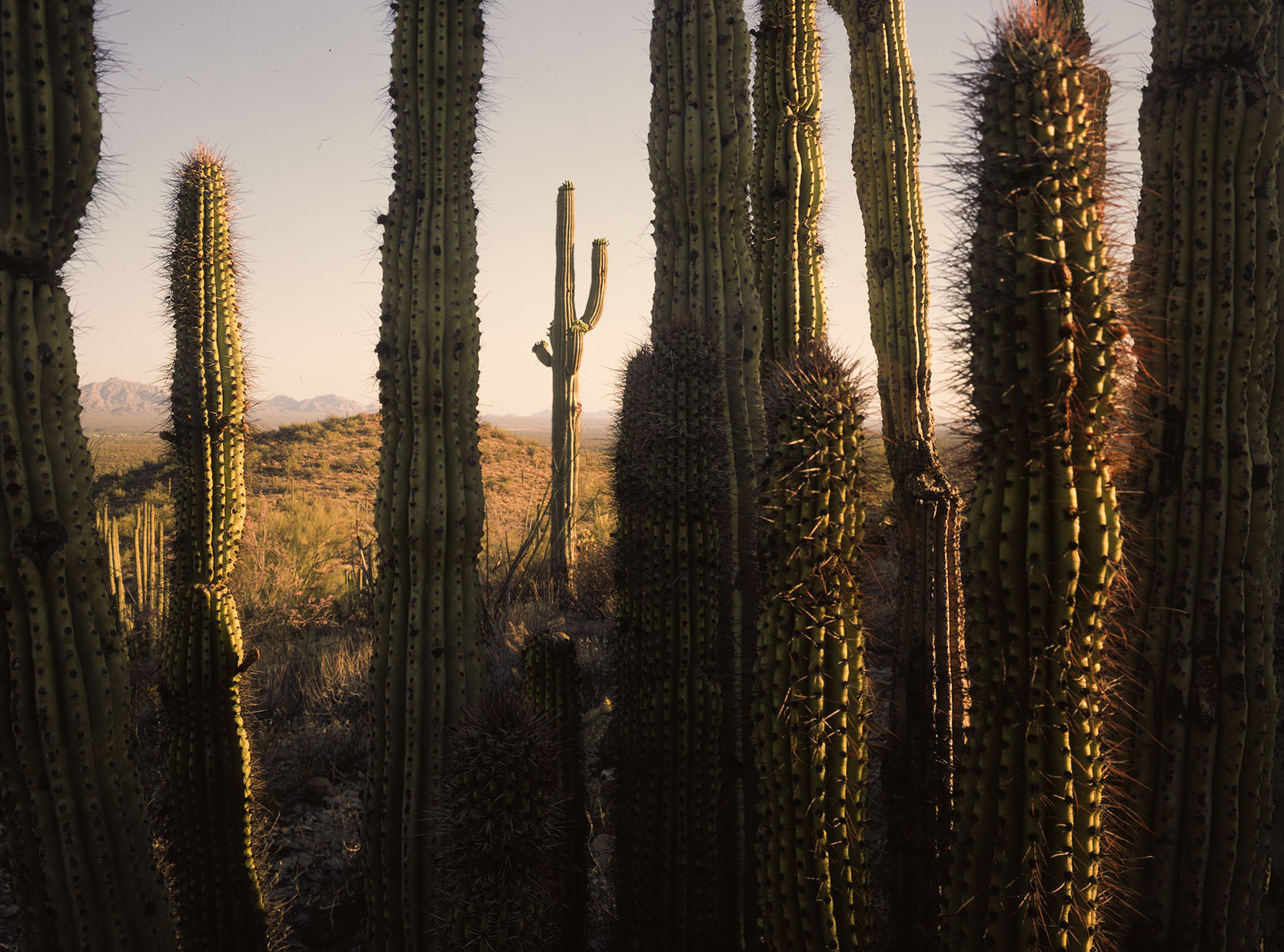 Organpipe Cactuses