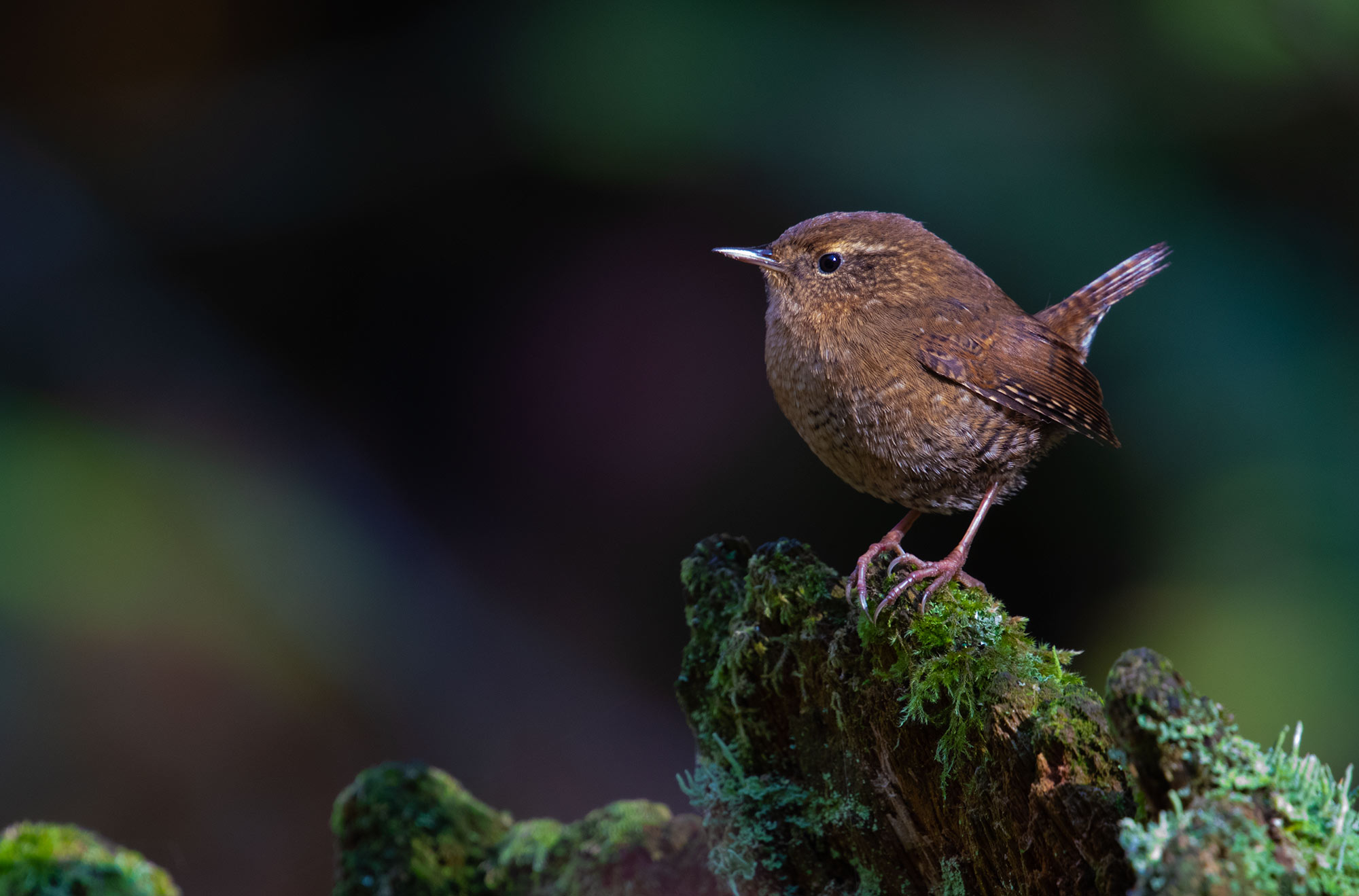 Pacific Wren along the Shi Shi Beach trail.