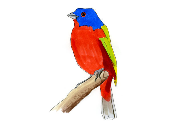 Watercolor and Copic marker sketch of a Painted Bunting (Passerina ciris), by Erik Gauger.
