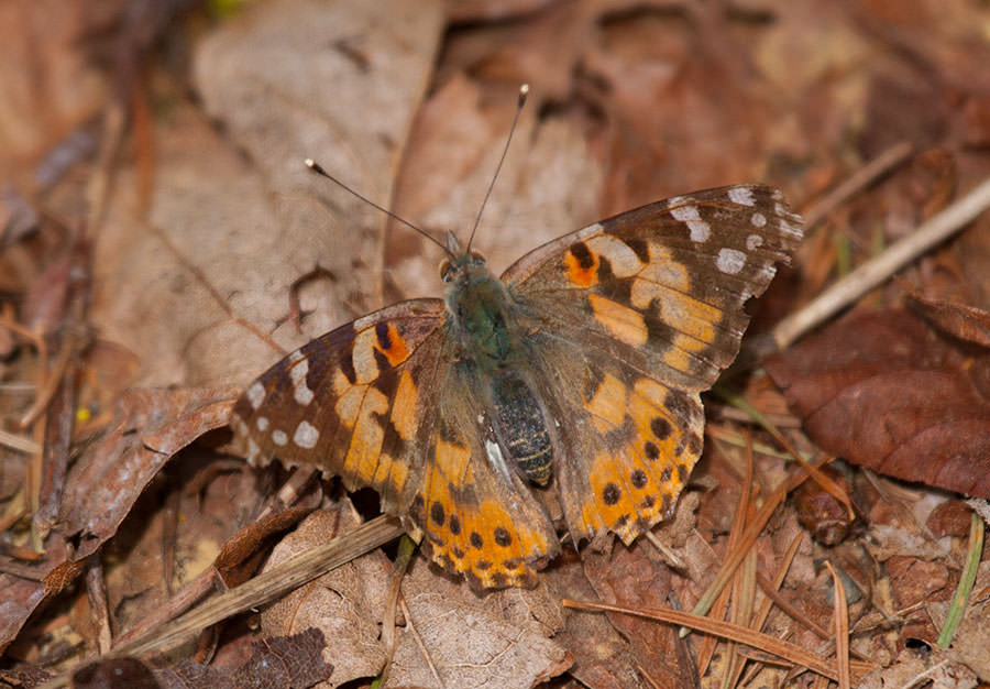 Painted Lady (Vanessa cardui), Oregon