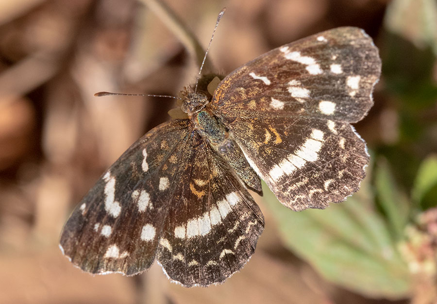 Pale Banded Crescent (Anthanassa tulcis), Tamarindo, Guanacaste, Costa Rica