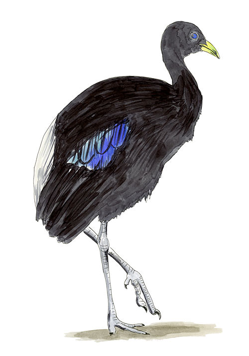 Watercolor and Copic marker sketch of a Pale-winged Trumpeter (Psophia leucoptera), by Erik Gauger.