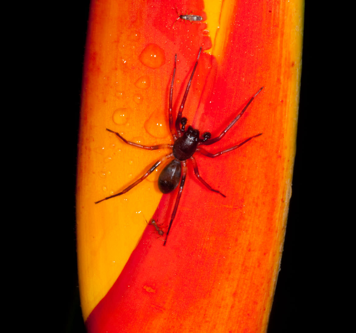 Spider on Heliconia