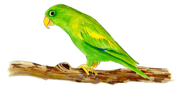Watercolor and Copic marker sketch of a Orange-chinned Parakeet (Brotogeris jugularis), by Erik Gauger.