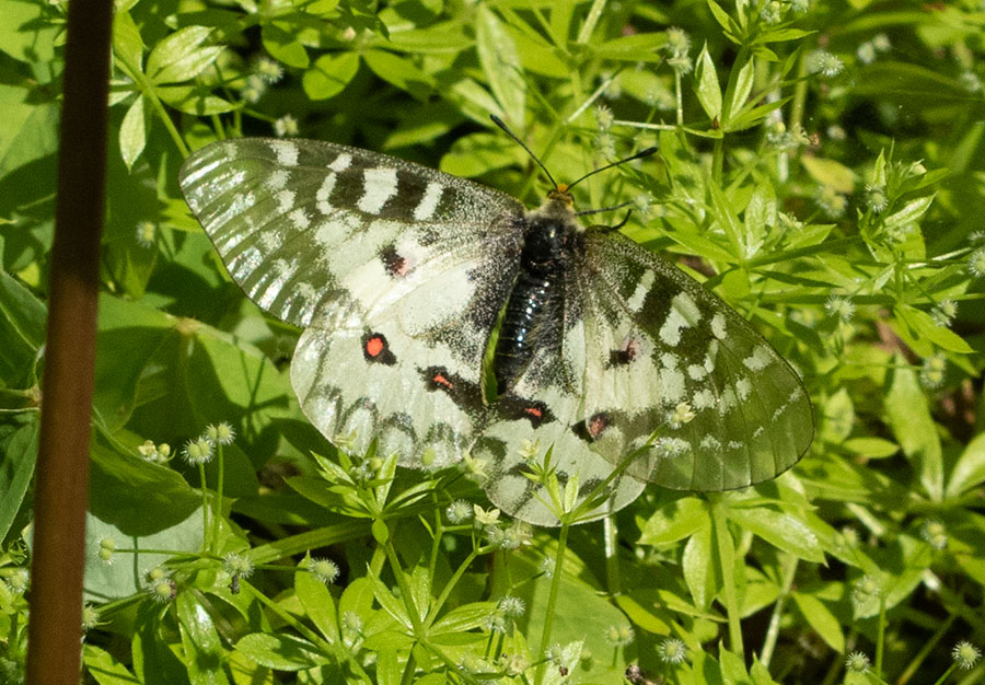 Clodius Parnassian (Parnassium Clodius), Larch Mountain, Oregon