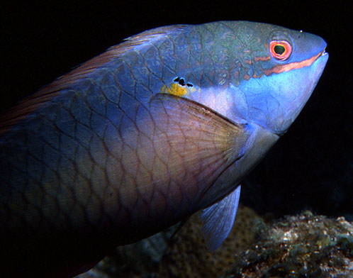 Trumpetfish swimming among Guana Cay soft corals