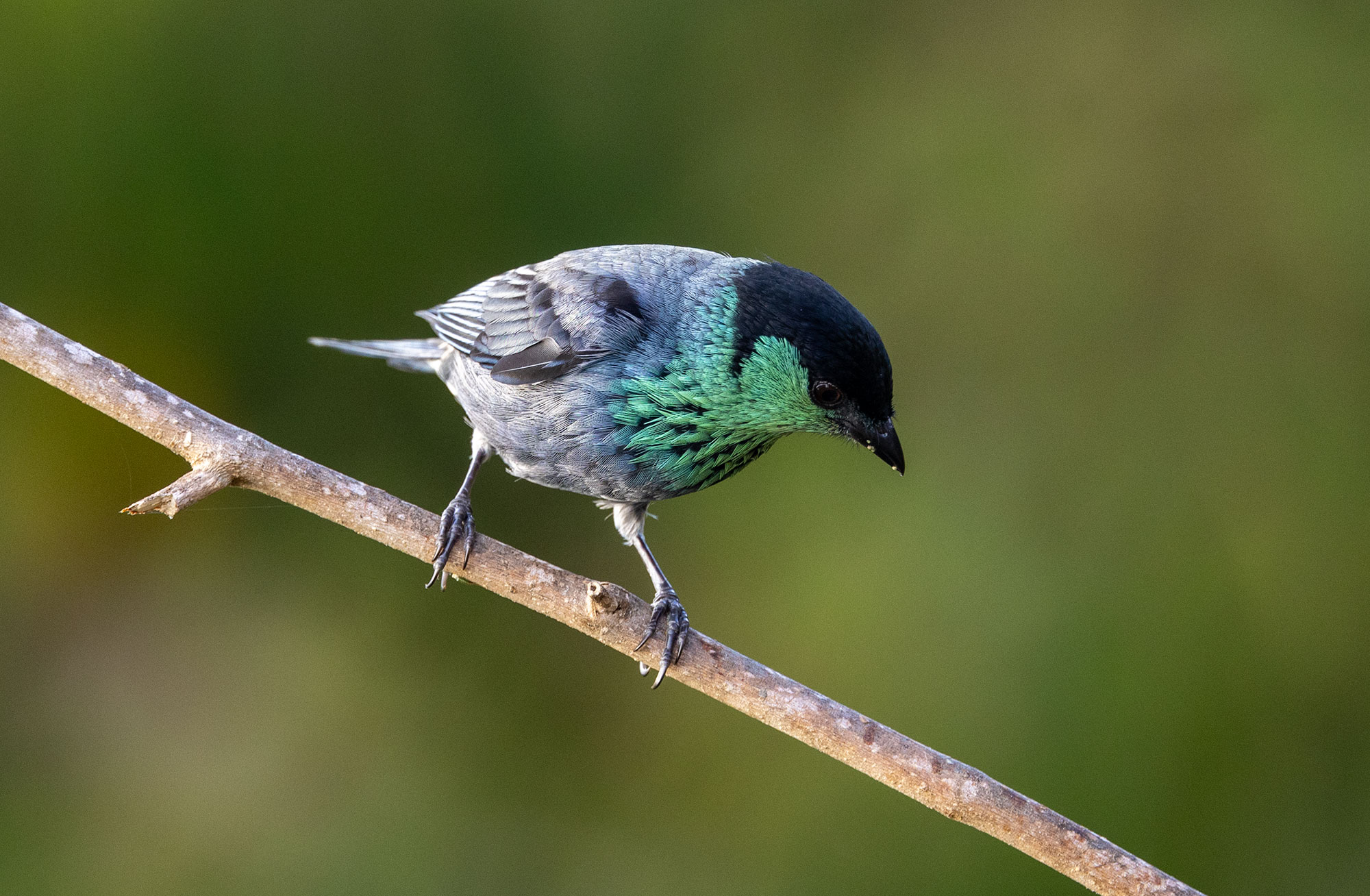 Patrick Moore's claims about Polar Bears Fact-checked