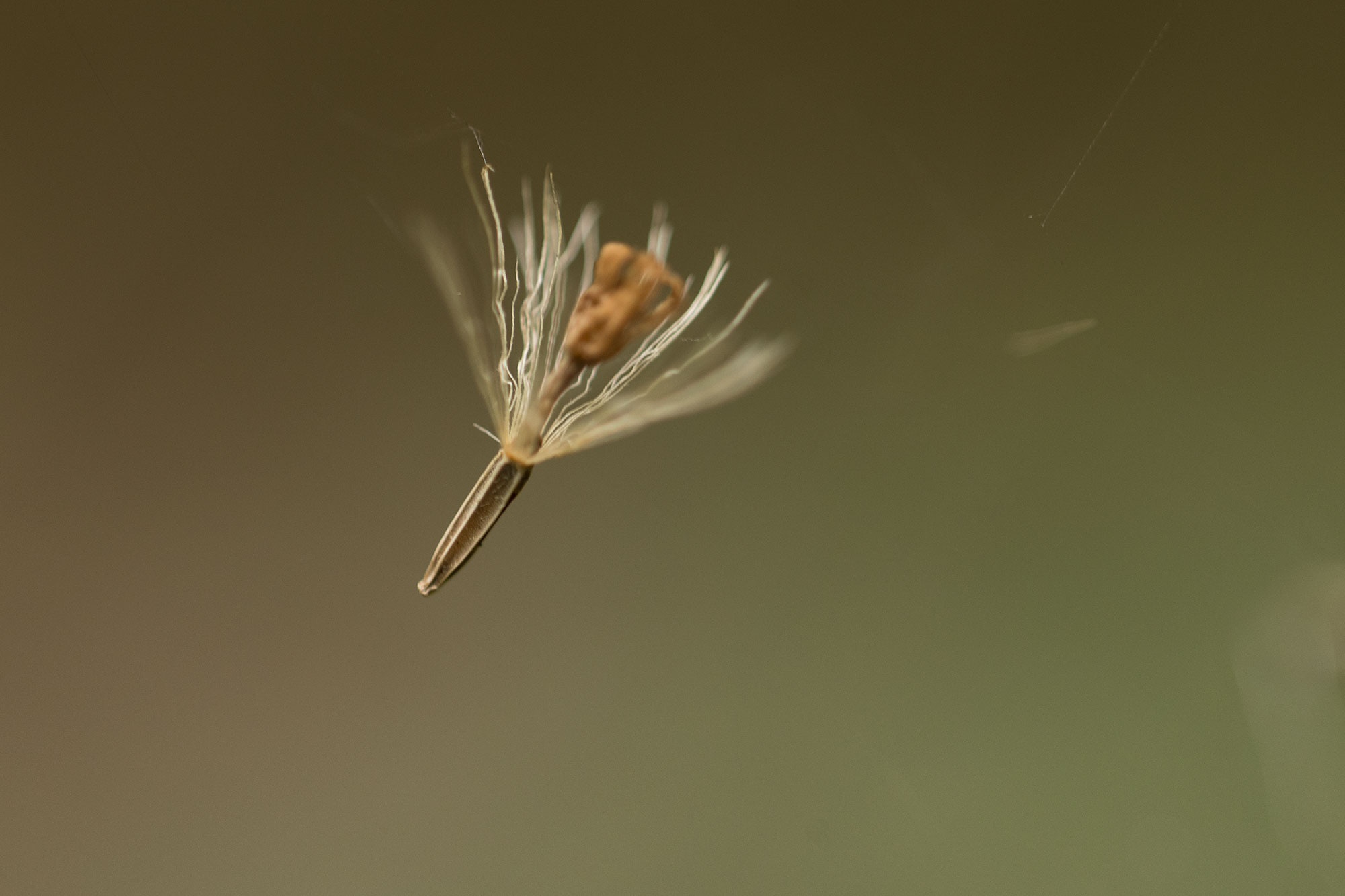 A photo of a tiny wild seed in the Santa Marta Mountains in Colombia.