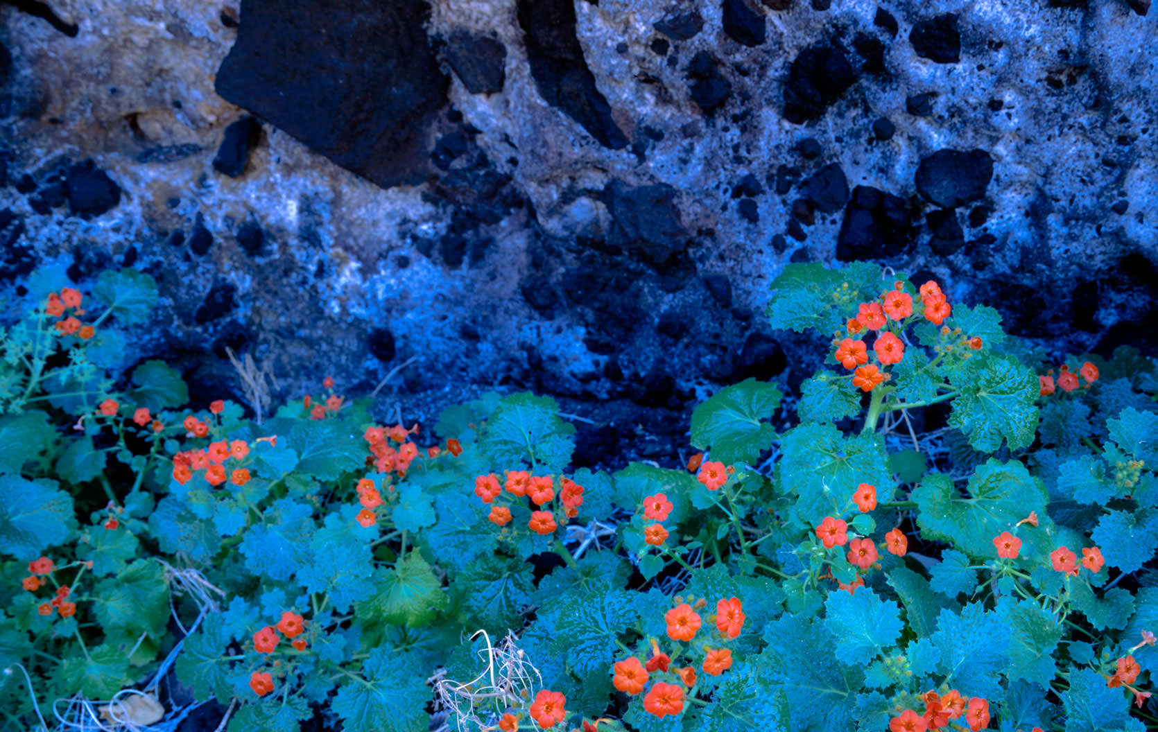 Pegu Pegu flowers on an uninhabited island in Bahia Coyote