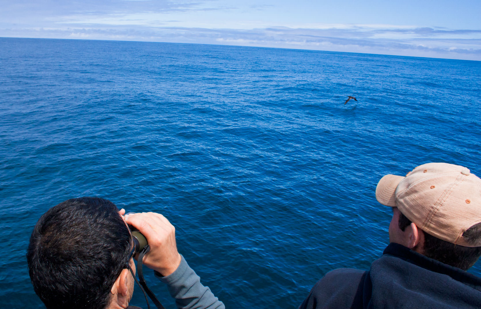 Pelagic Birding