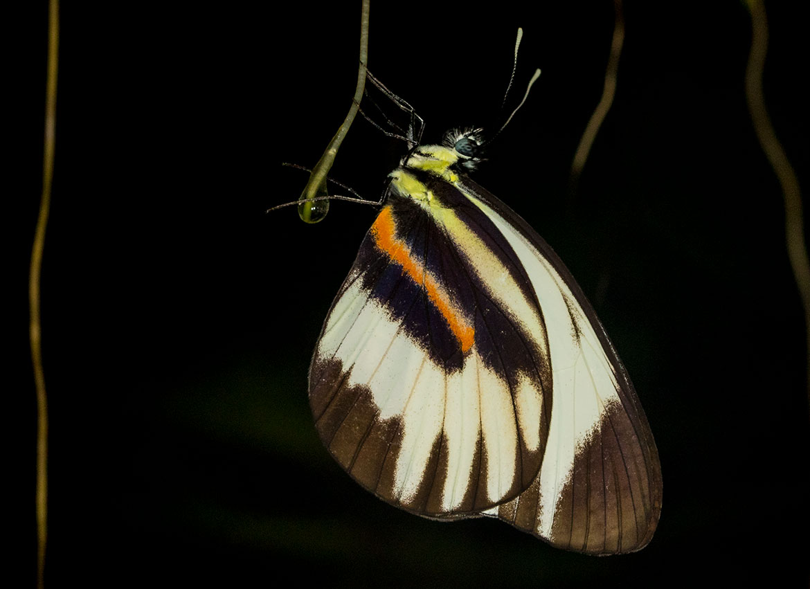 Perrhybris Pamela Butterfly (Perrhybris pamela), Tambopata River, Peru