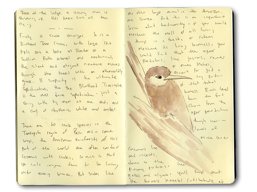 Jacamar in the Tambopata Wilderness