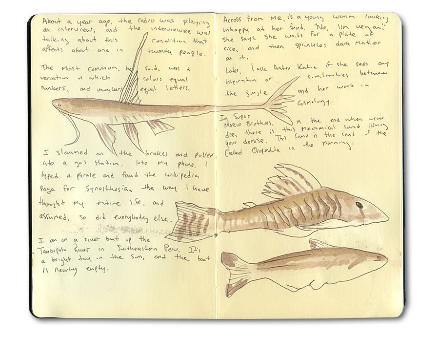 Sketch of Jungle Fishes in the Tambopata River