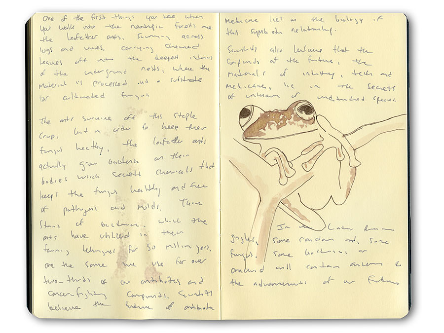 Sketch of Treefrog in Peru