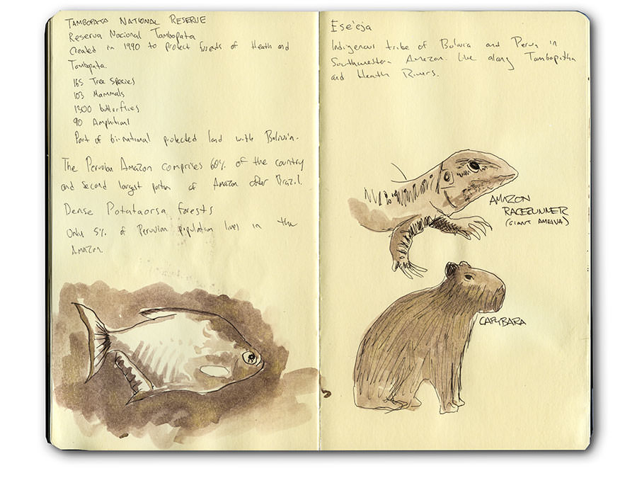 Sketch of Amazon Animals in Peru