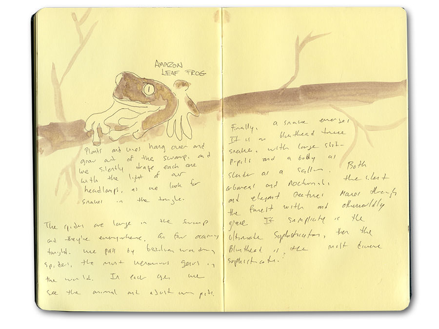 Amazon Leaf Frog in the Tambopata Forest