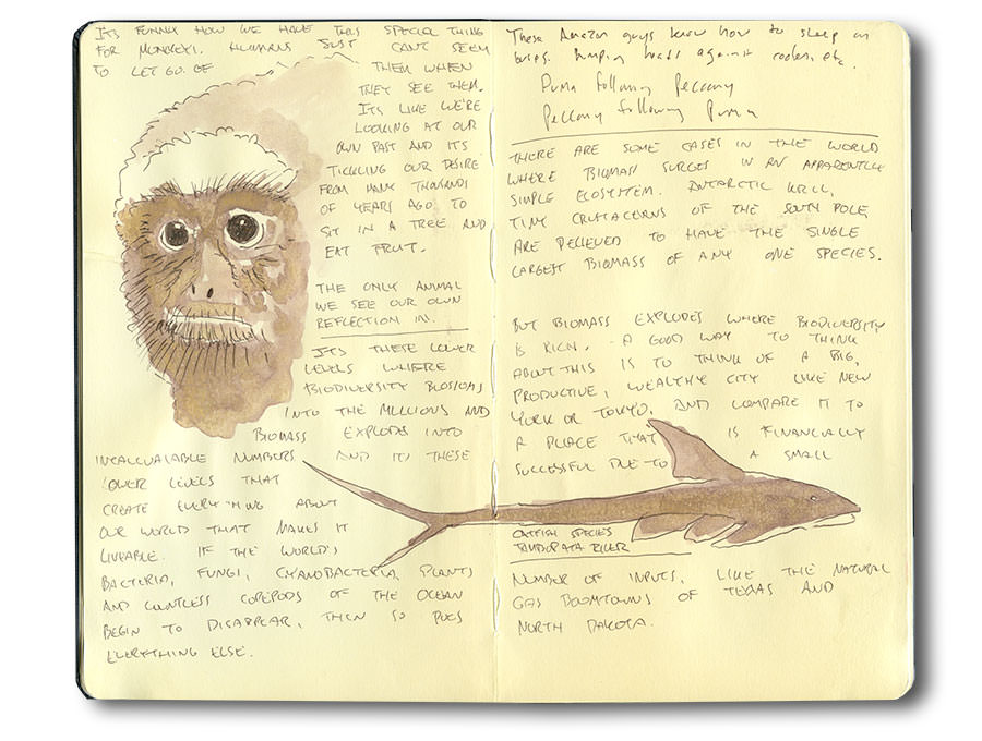 Sketch of monkey in Peru