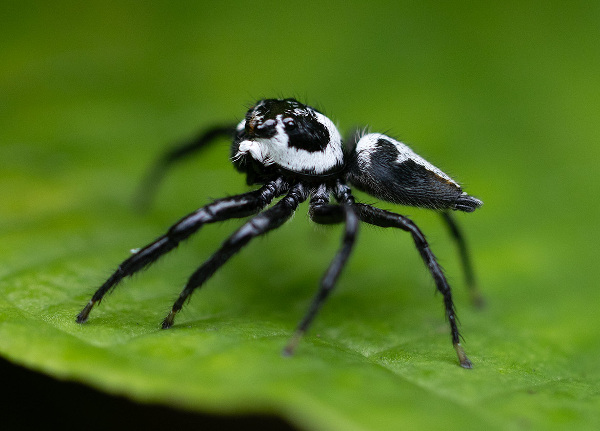 Phiale formosa, a boldly patterned black-and-white jumping spider from Cartago Province, Costa Rica, showing its distinctive contrasting markings and alert stance on a leaf