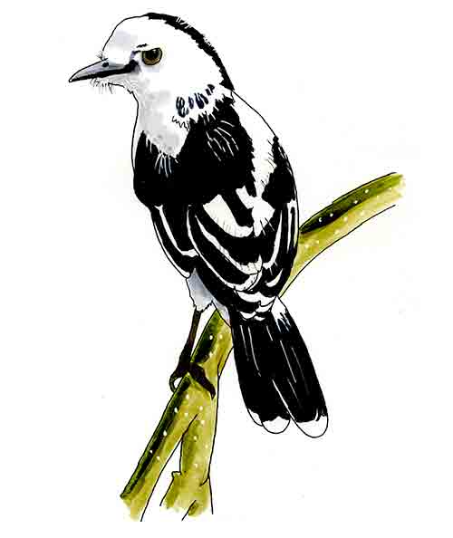Watercolor and Copic marker sketch of a Pied Water-Tyrant (Fluvicola pica), by Erik Gauger.