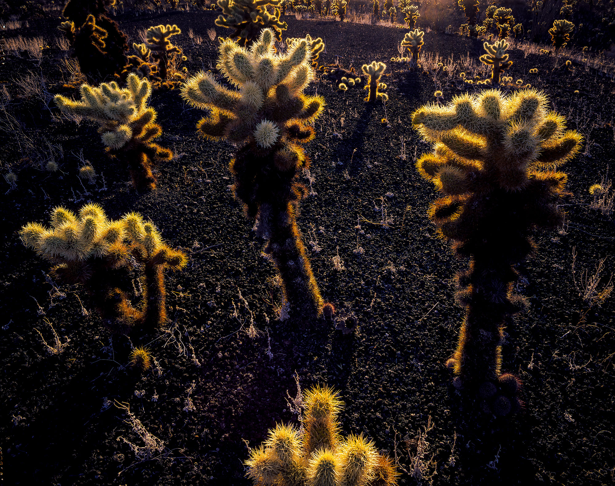 Teddy Bear Cactus in the Pinacate Desert