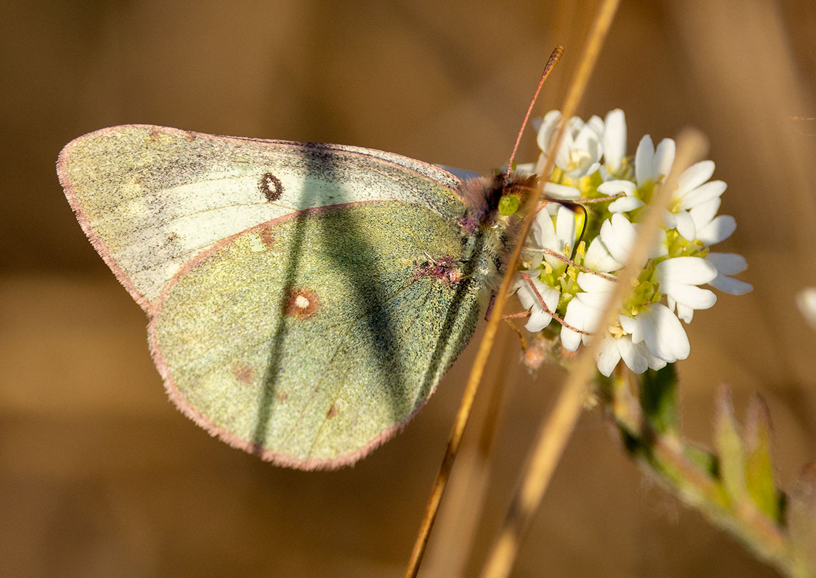 Pink-edged Sulphur (Colias interior), Wright County, Minnesota