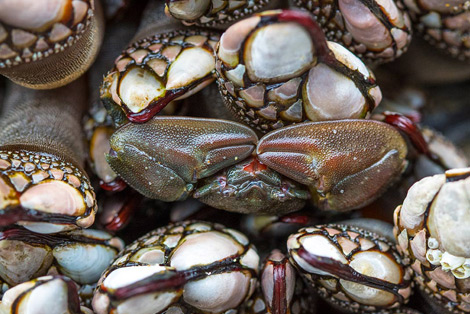 Porcelain Crab on the Oregon Coast