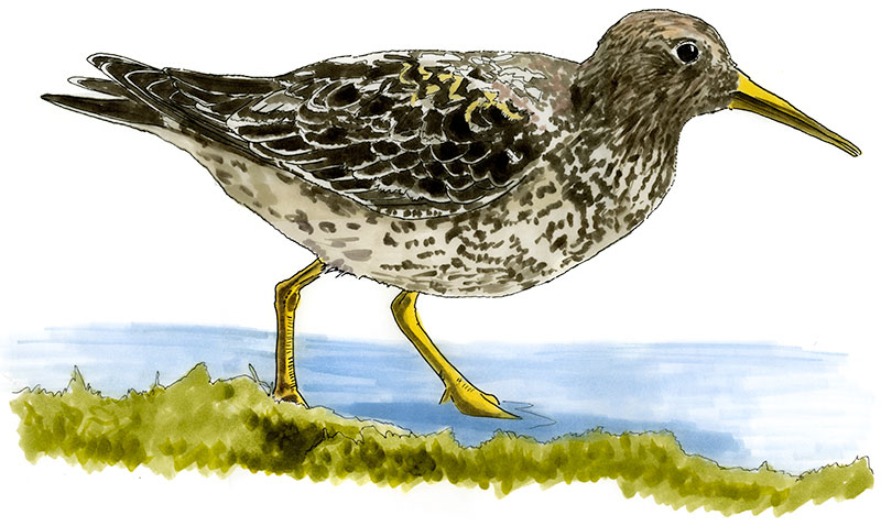 Watercolor and Copic marker sketch of a Purple Sandpiper (Calidris maritima), by Erik Gauger.