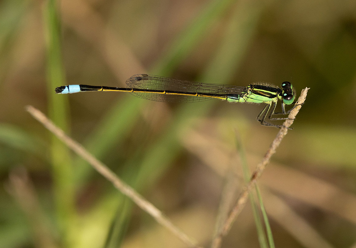 Rambur's Forktail (Ischnura ramburii) from Baja Sur, Mexico—small forktail with blue and green patterning