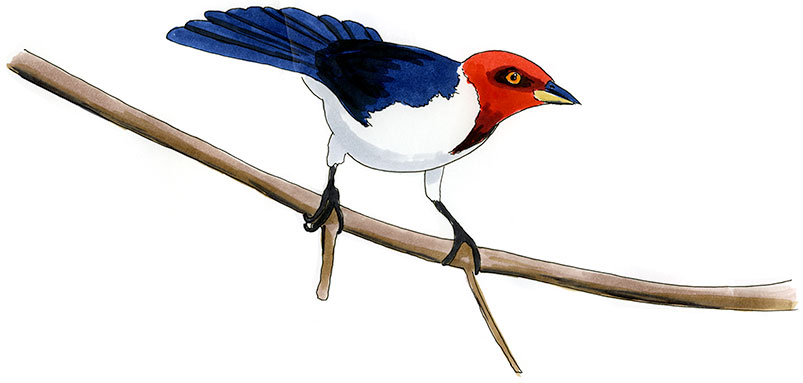 Watercolor and Copic marker sketch of a Red-capped Cardinal (Paroaria gularis), by Erik Gauger.